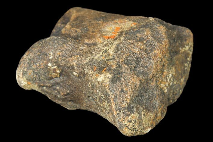 Fossil Hadrosaur Phalange - Alberta (Disposition #-) #134489